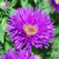 Aster nova-angliae Purple Dome